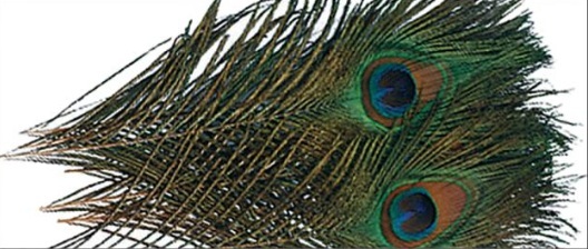 PEACOCK EYES, NATURAL